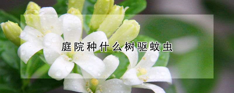 庭院種什么樹驅(qū)蚊蟲