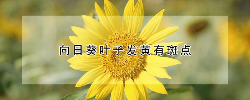 向日葵葉子發(fā)黃有斑點