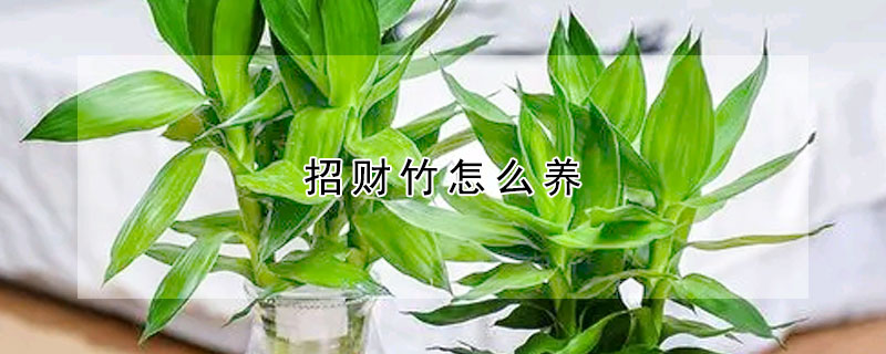 招財竹怎么養(yǎng)