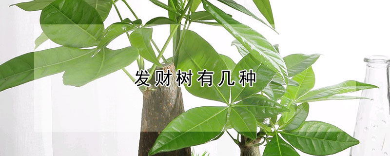 發財樹有幾種