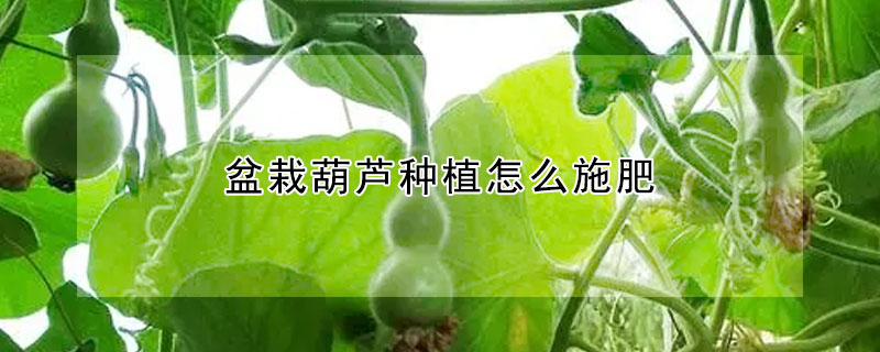 盆栽葫蘆種植怎么施肥