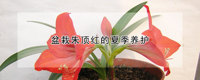 盆栽朱頂紅的夏季養護