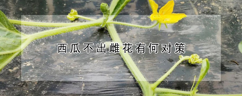 西瓜不出雌花有何對(duì)策