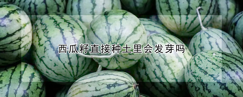 西瓜籽直接種土里會發(fā)芽嗎