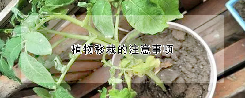 植物移栽的注意事項