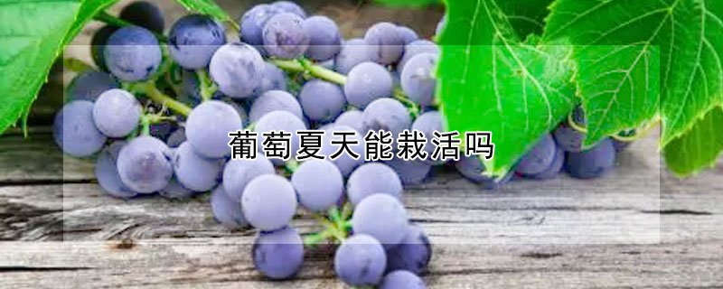 葡萄夏天能栽活嗎