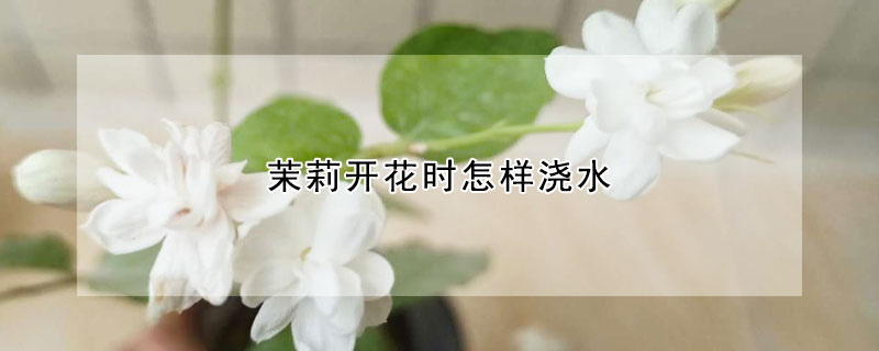 茉莉開(kāi)花時(shí)怎樣澆水