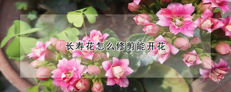 長(zhǎng)壽花怎么修剪能開(kāi)花