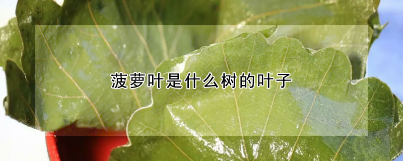 菠蘿葉是什么樹(shù)的葉子