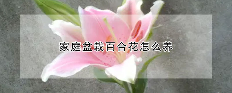 家庭盆栽百合花怎么養