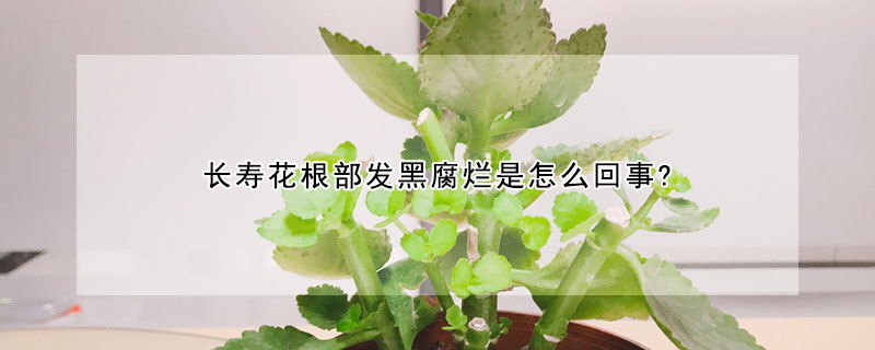 長壽花根部發黑腐爛是怎么回事?