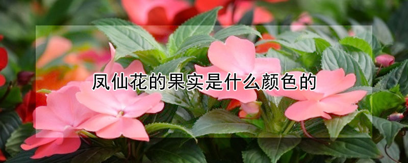 鳳仙花的果實是什么顏色的