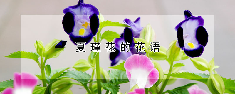 夏瑾花的花語