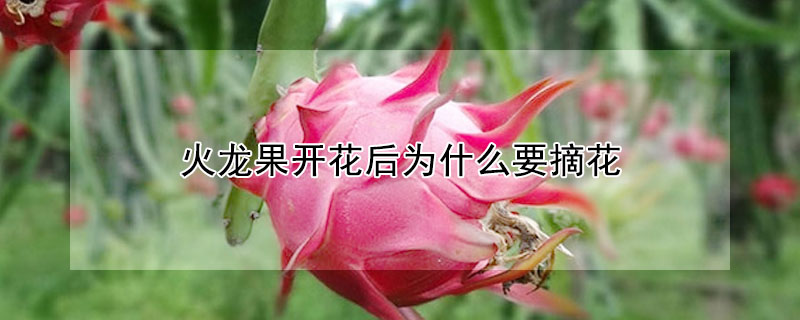 火龍果開(kāi)花后為什么要摘花