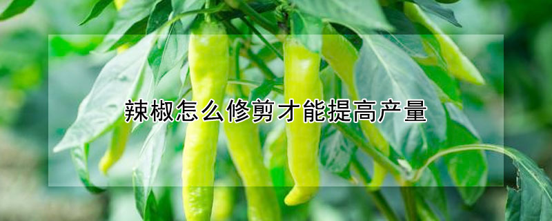 辣椒怎么修剪才能提高產量