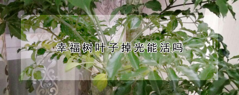 幸福樹葉子掉光能活嗎