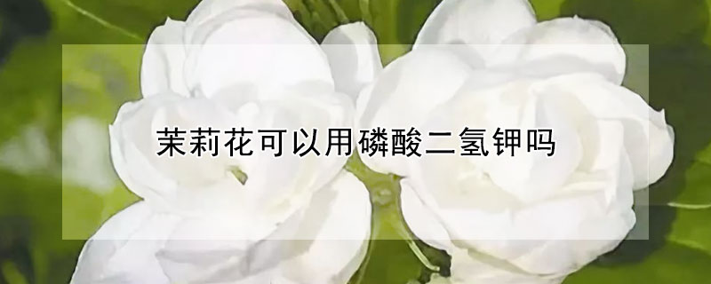 茉莉花可以用磷酸二氫鉀嗎