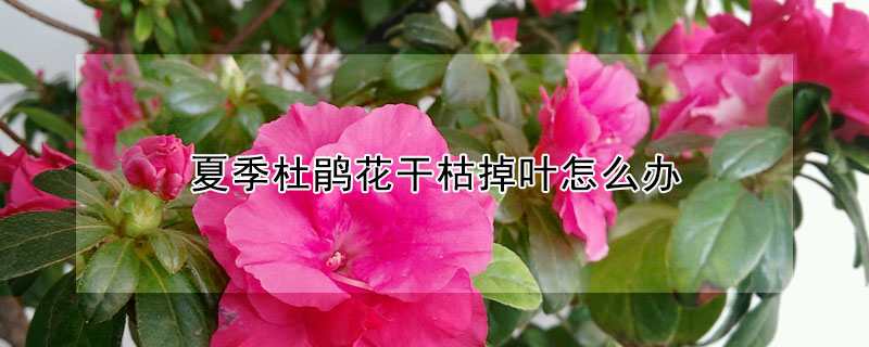 夏季杜鵑花干枯掉葉怎么辦