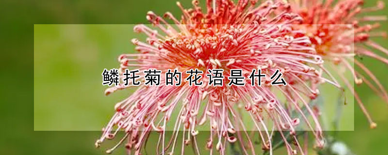 鱗托菊的花語是什么