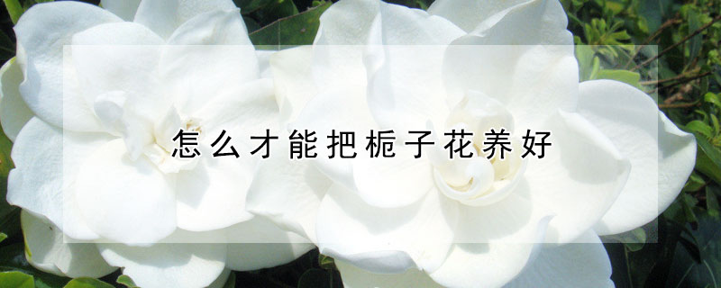 怎么才能把梔子花養好