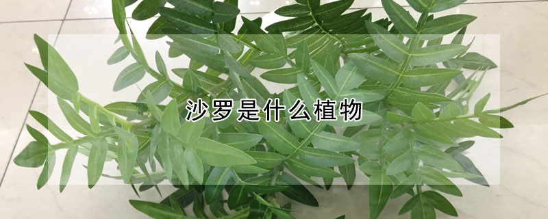 沙羅是什么植物