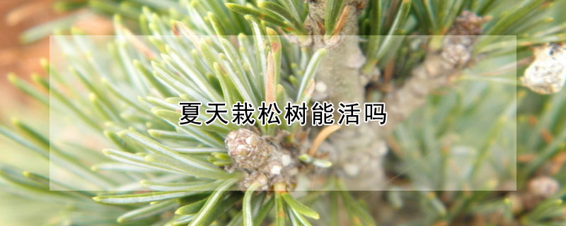 夏天栽松樹能活嗎