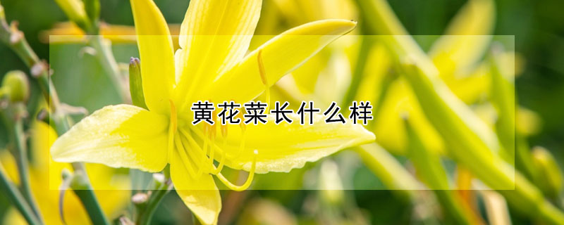 黃花菜長什么樣