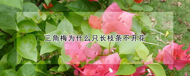 三角梅為什么只長(zhǎng)枝條不開(kāi)花