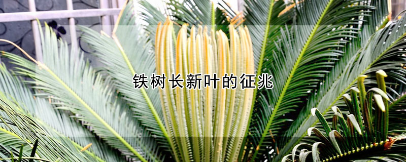 鐵樹長新葉的征兆