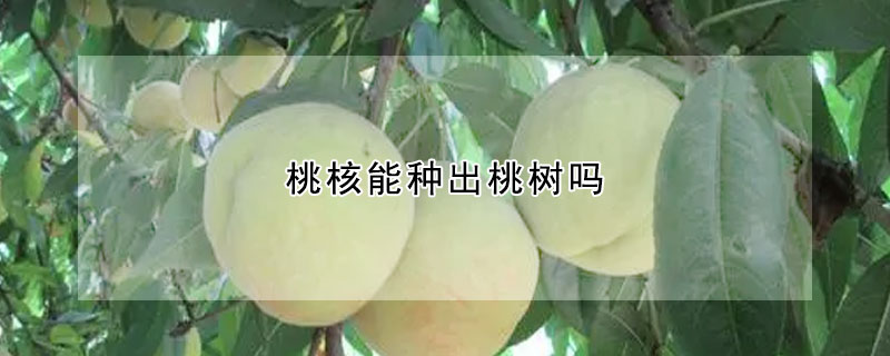 桃核能種出桃樹嗎