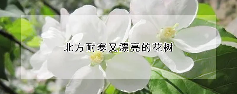 北方耐寒又漂亮的花樹