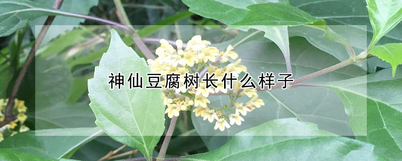 神仙豆腐樹長什么樣子