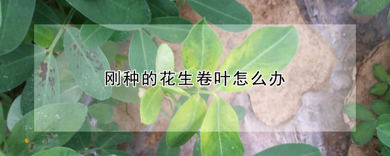 剛種的花生卷葉怎么辦