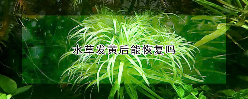 水草發(fā)黃后能恢復(fù)嗎