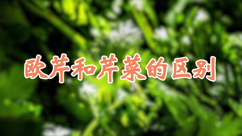 歐芹和芹菜的區(qū)別