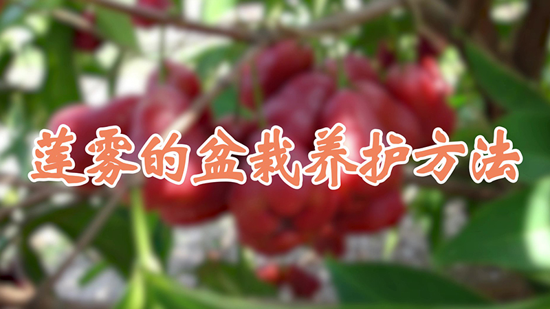 蓮霧的盆栽養(yǎng)護(hù)方法