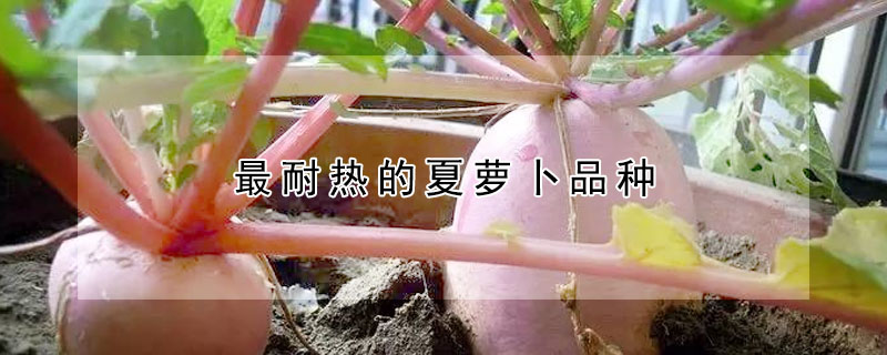 最耐熱的夏蘿卜品種