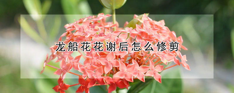 龍船花花謝后怎么修剪