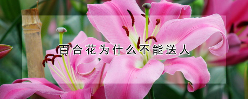 百合花為什么不能送人