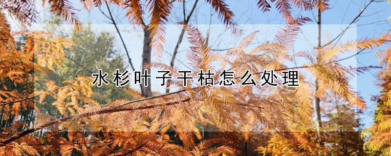 水杉葉子干枯怎么處理