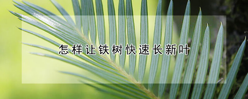 怎樣讓鐵樹快速長新葉