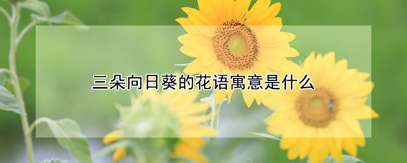 三朵向日葵的花語寓意是什么