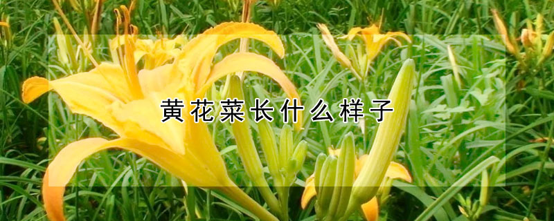 黃花菜長(zhǎng)什么樣子