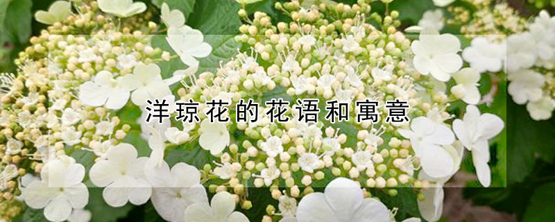 洋瓊花的花語和寓意