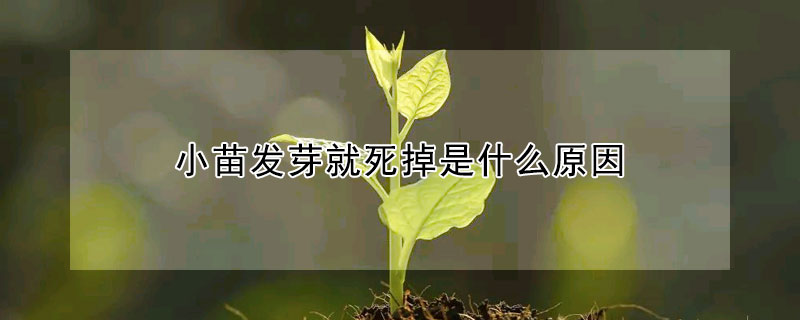 小苗發芽就死掉是什么原因