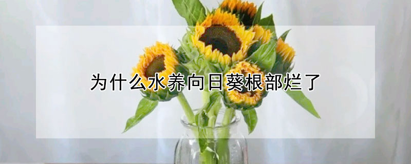 為什么水養(yǎng)向日葵根部爛了