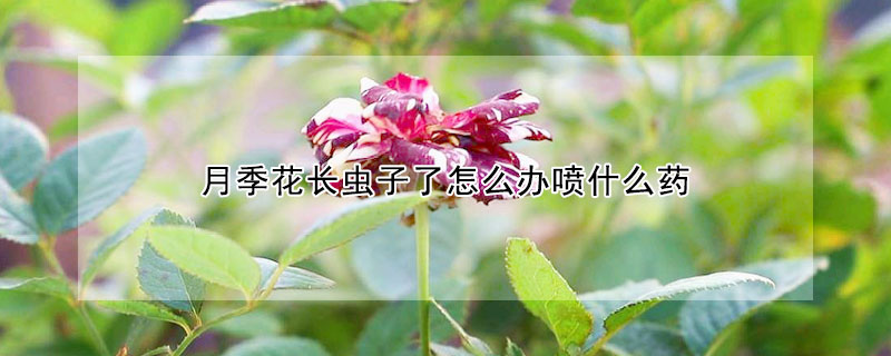 月季花長(zhǎng)蟲子了怎么辦噴什么藥