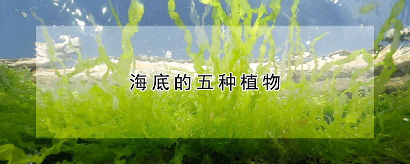 海底的五種植物