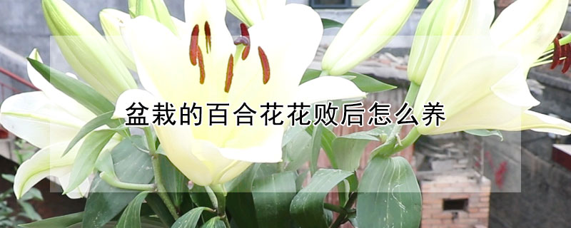 盆栽的百合花花敗后怎么養