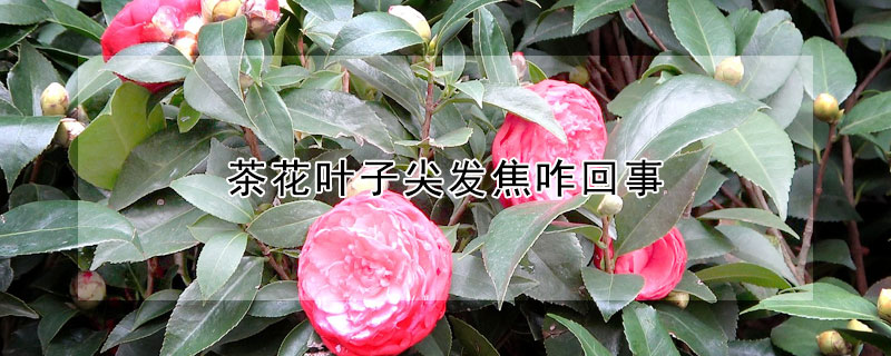 茶花葉子尖發焦咋回事